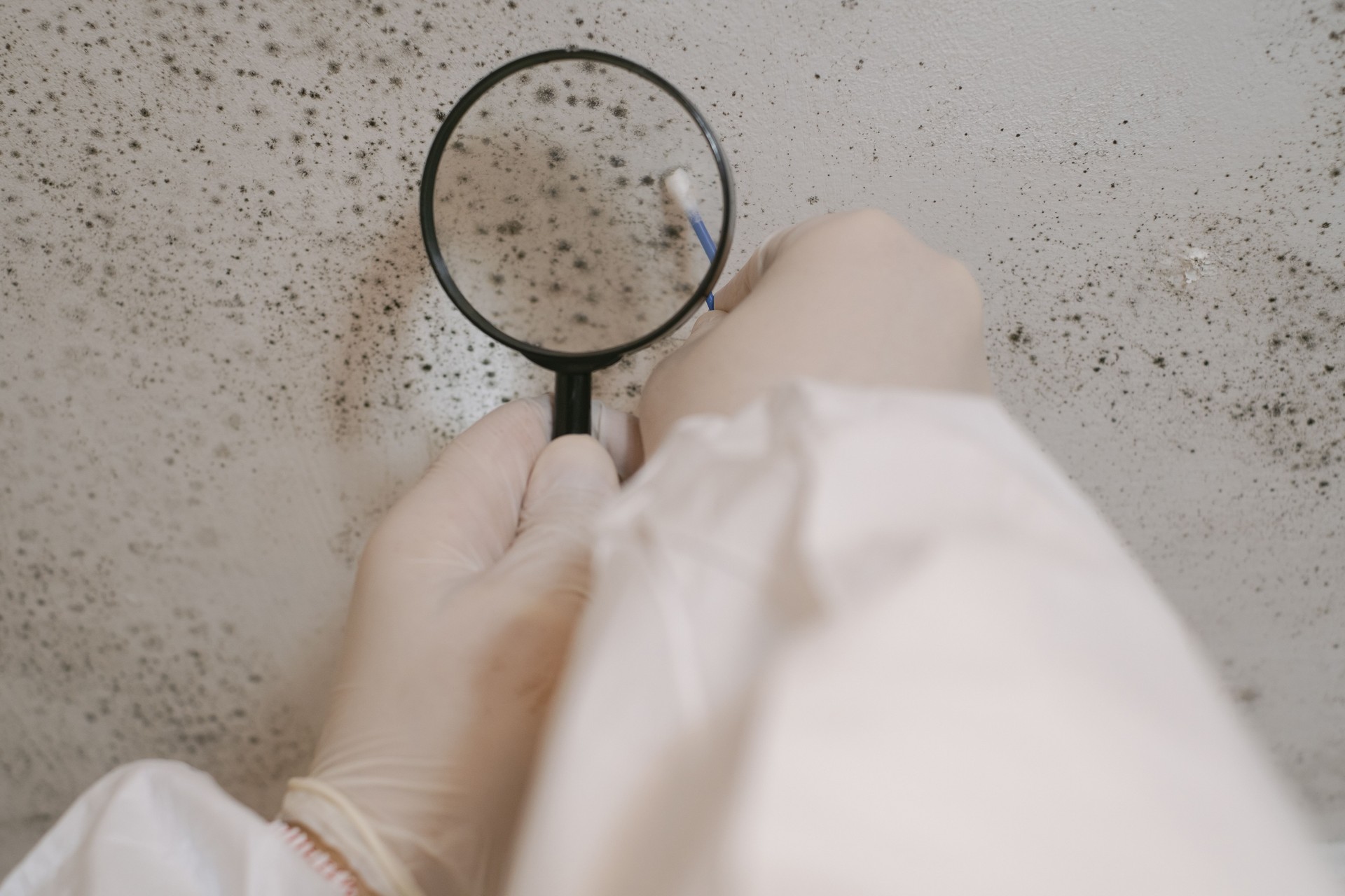 Scientist close-up analyzing mold. Holds a magnifying glass in his hand for magnification. Mold removal specialist.